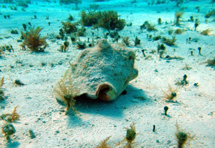 Caracol Pala