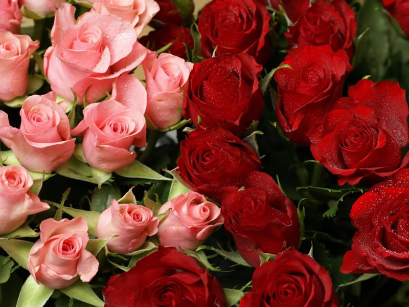 fondo-rosas-rojas-y-rosas